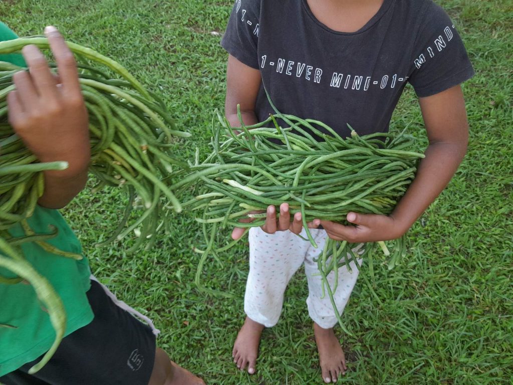 Bountiful first harvest of long beans