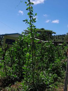 Gardens at Niusawa Methodist High School