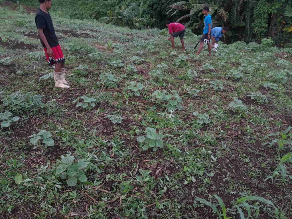 Students tending to their vegetable gardens at Niusawa Methodist